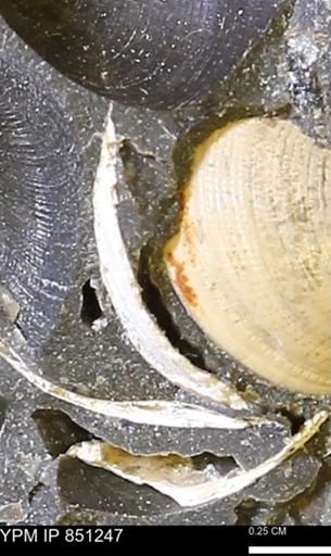 Limopsis striatopunctatus