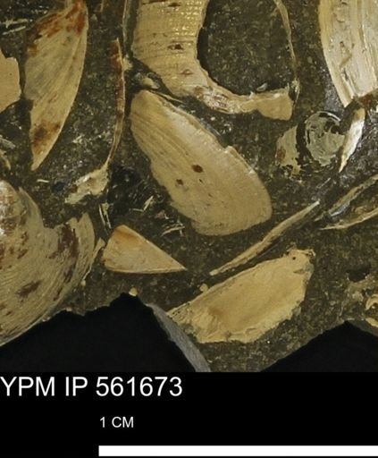 Limopsis sp.