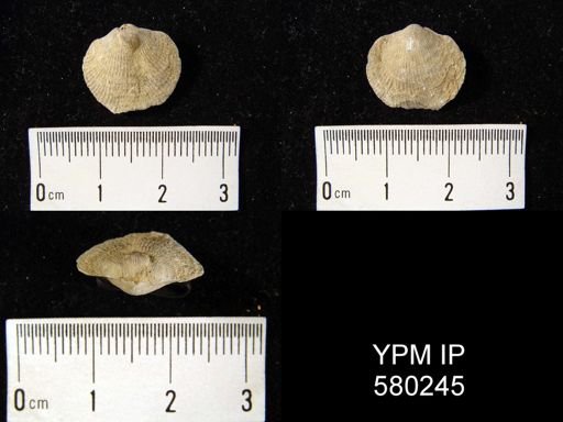 undet. Atrypidae