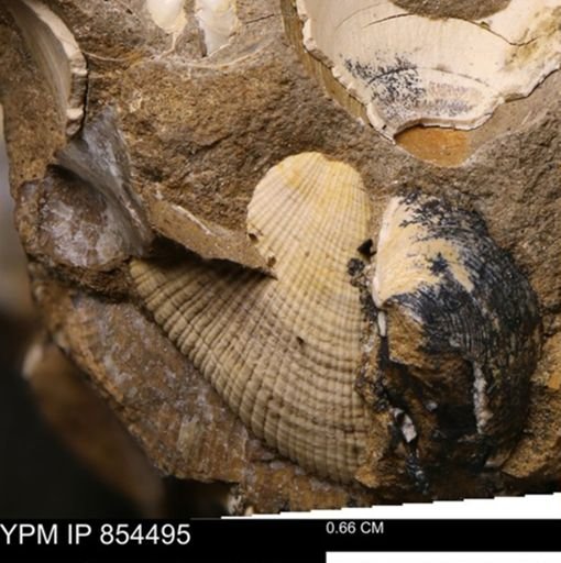 Parallelodon sp.