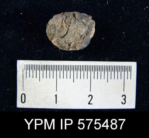 Marginifera sp.