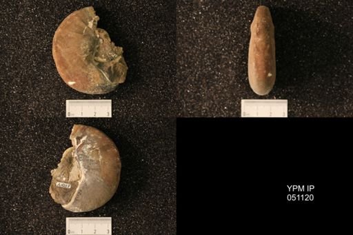 Hoploscaphites nicolletii
