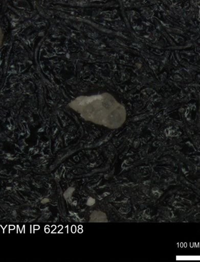 undet. Foraminiferida