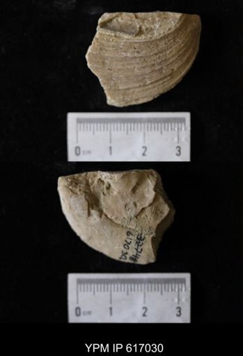 Proparreysia sp.