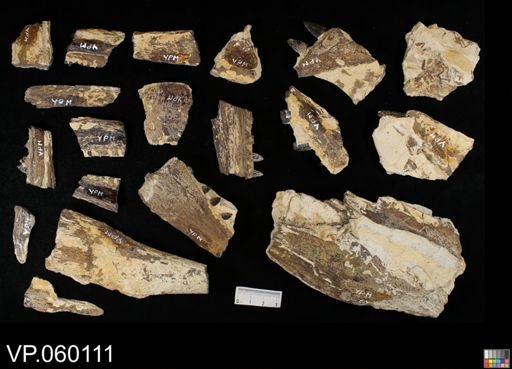 Protosphyraena sp.