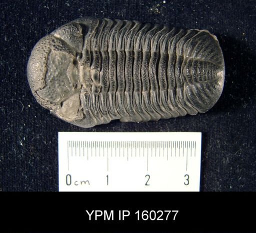 Phacops rana