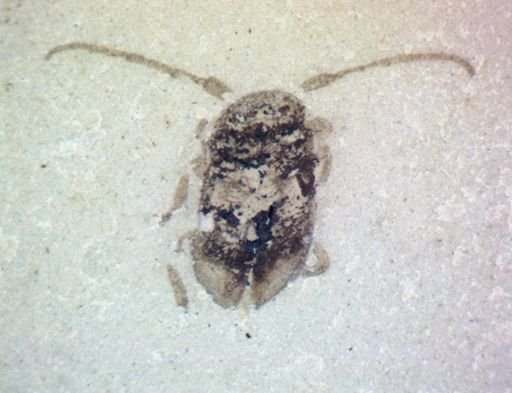 Cerambycidae?