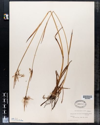 Eriophorum viridicarinatum