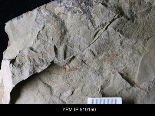 undet. Ichnofossil