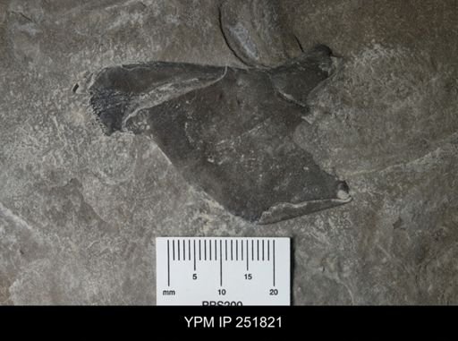 undet. Eurypterida