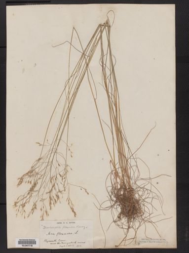 Deschampsia flexuosa