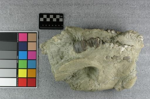 Subhyracodon sp.