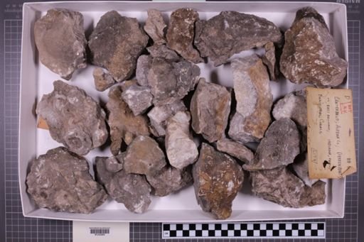 mixed taxa, stratigraphic collection