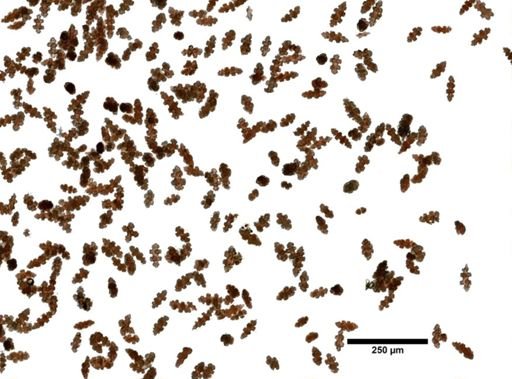 Gorgonia harttii