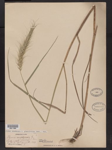 Elymus canadensis