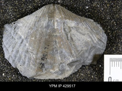 Spinocyrtia granulosa