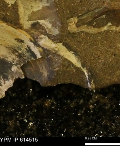 Limopsis striatopunctatus