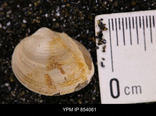 Limopsis striatopunctatus