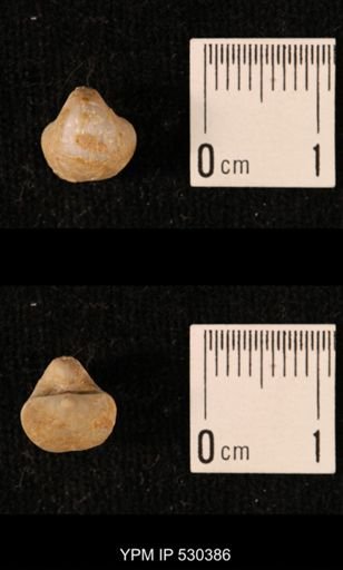 Ambocoelia planoconvexa