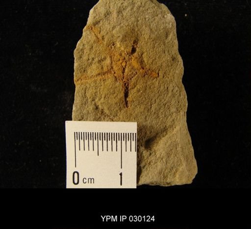 Protaster sp.