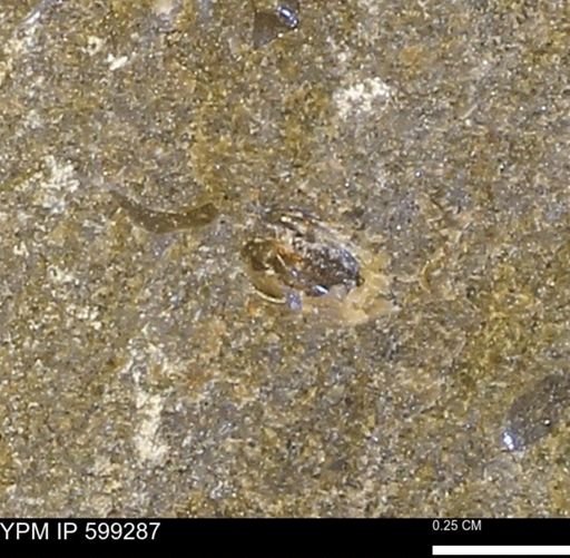 Protocardia subquadrata