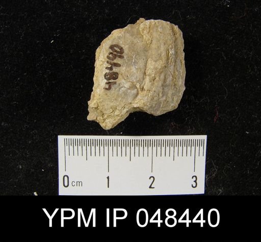 Rhipidium sp.