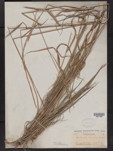 Elymus trachycaulus