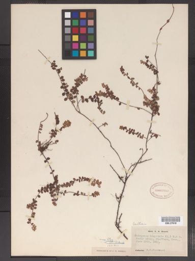 Gaultheria hispidula