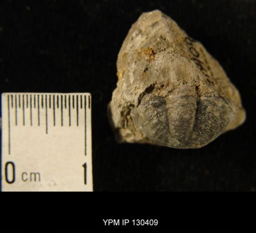 Phacops rana