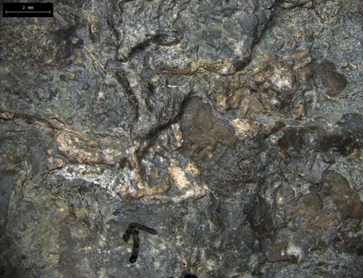 Aplocoma damesii