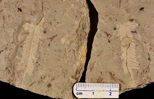 Gleichenia? bohemica