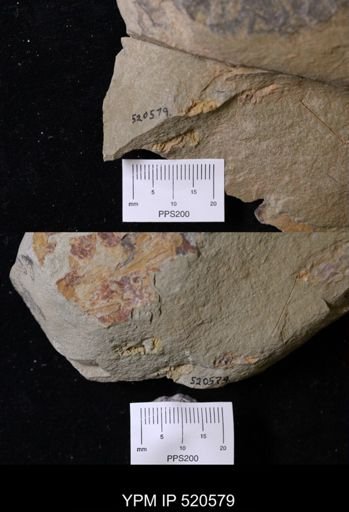 undet. Homalozoa