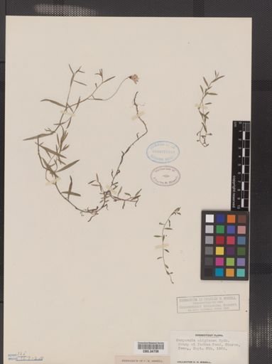Campanula uliginosa