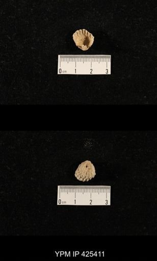 Meekella skenoides