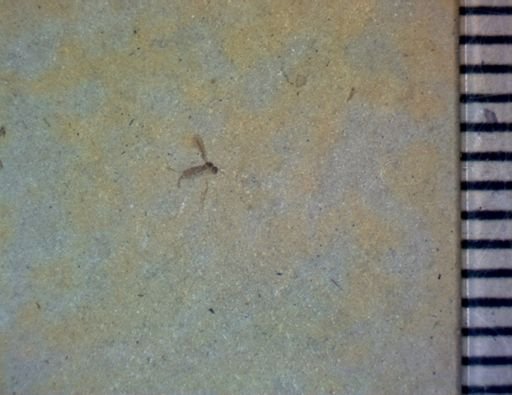 undet. Diptera