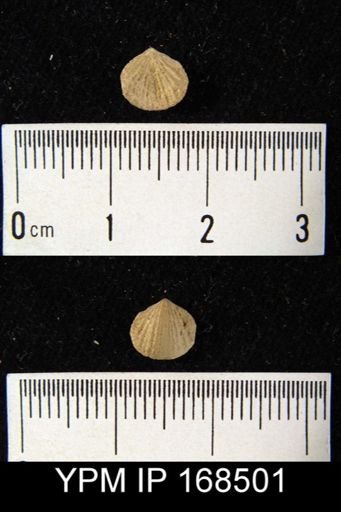 Anoplotheca concava