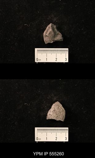 Productus cora