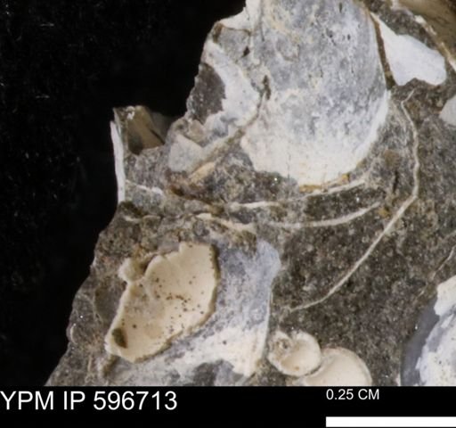 undet. Mollusca