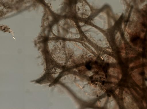 Haliclona?