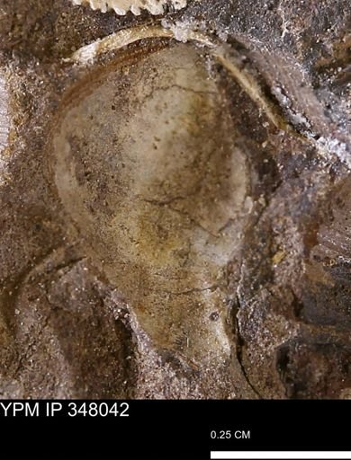 undet. Bivalvia