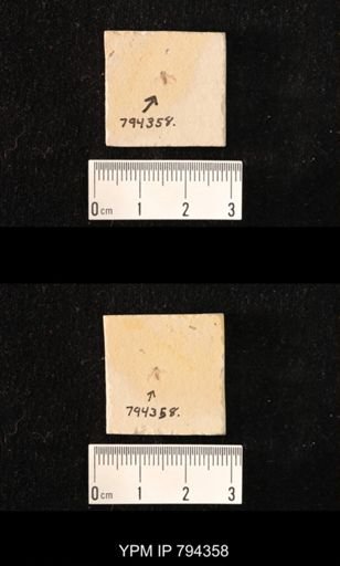 undet. Hemiptera