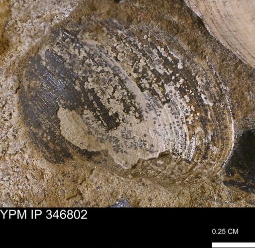 Limopsis striatopunctatus