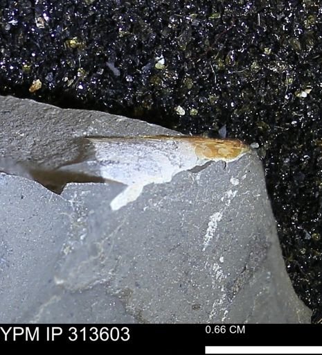 undet. Ammonoidea