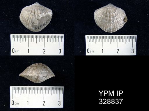 undet. Atrypidae