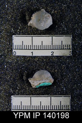 Chonetella nasuta