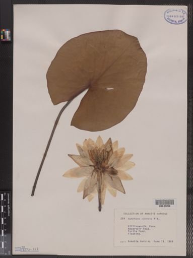 Nymphaea odorata