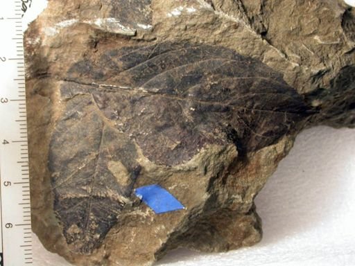 Angiospermopsida