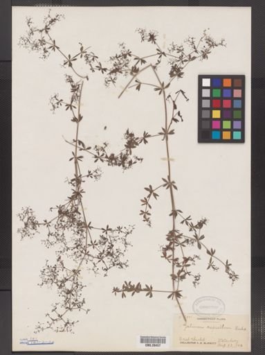 Galium asprellum