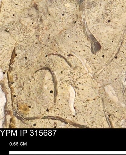 Mollusca