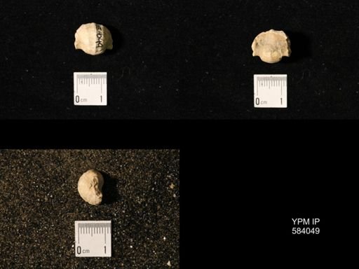 Pharkidonotus percarinatus tricarinatus